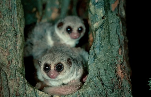 Lesser (Cheirogaleus medius) Dwarf Lemurs, Berenty, Madagascar, Africa