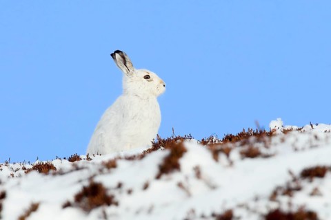 Mountain hare in Winterfell ( Lepus timidus) , Cairngorms National Park, Scotland, Great Britain