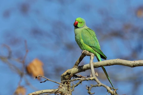 Rose-ringed parakeet (Psittacula krameri) sitting on a branch, palace gardens Biebrich, Wiesbaden,