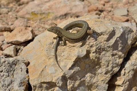 Lilford's Wall Lizard (Podarcis lilfordi giglioli) on the dragon island Sa Dragonera, Majorca,