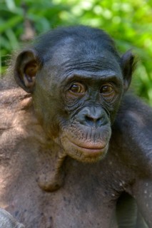 Bonobo (Pan paniscus), portrait, Lola ya Bonobo Sanctuary, Kimwenza, Mont Ngafula, Kinshasa,