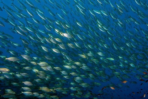 Large school of edible fish Gilthead (Sarpa salpa), gilthead seabream, Mediterranean Sea, Giglio