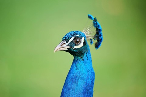 Indian peafowl (Pavo cristatus) portrait, Spain, Europe