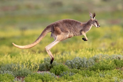 Red Kangaroo (Macropus rufus), Sturt national park, New South Wales, Australia, side, Oceania