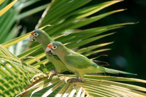 Orange-fronted Conures, Honduras (Aratinga canicularis), side