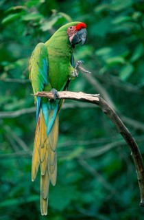 Military Macaw (Ara militaris), military macaw