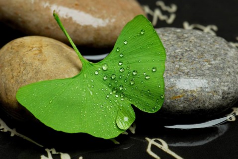 Ginkgoleaf (Ginkgo biloba) stones and Japanese characters, Gingko