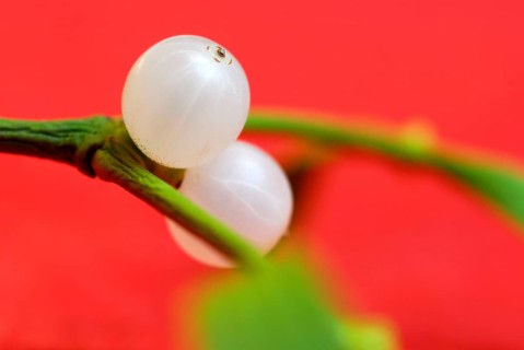 Mistletoe berries (Viscum album) , mistletoe