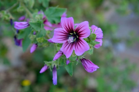 Tree Mallow (Lavatera arborea), blossom, Parque Nacional de Cabrera, Cabrera National Park, Cabrera