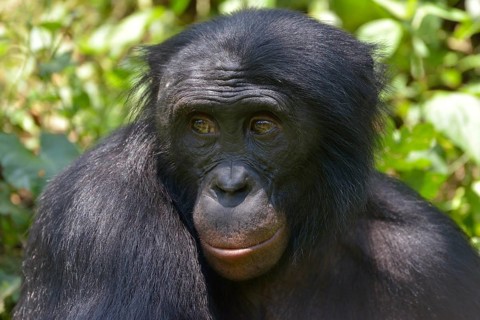 Bonobo (Pan paniscus), portrait, Lola ya Bonobo Sanctuary, Kimwenza, Mont Ngafula, Kinshasa,