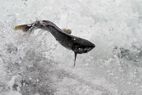 A pink salmon (Oncorhynchus gorbuscha) jumps out of the water to cross the waterfall, Prince
