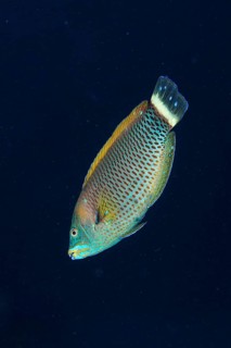 Chiseltooth wrasse (Pseudodax moluccanus) in front of a monochrome background, can be cropped. Dive