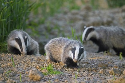 Three young European badgers (Meles meles) juveniles sniffing the earth for earthworms and insects