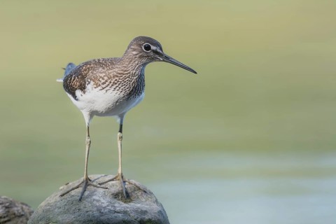 Green sandpiper (Tringa ochropus) Green Sandpiper