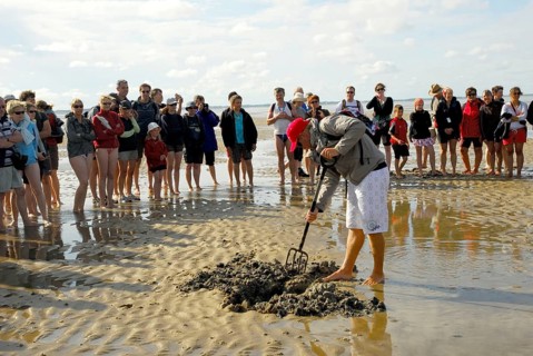 Tourists with guide at mudflat hike, search for lugworms, lugworm, from Föhr to Amrum, North