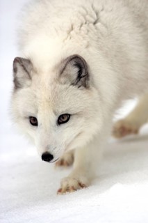 Arctic fox (Alopex lagopus) (Vulpes lagopus)