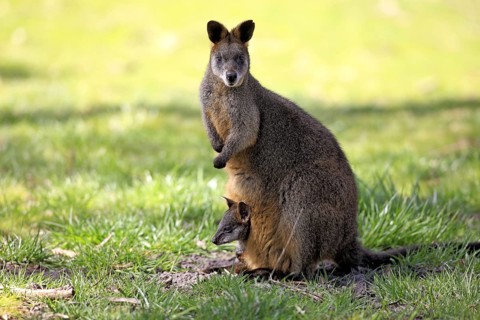 Swamp (Wallabia bicolor) Wallabys, female with joey, South Australia