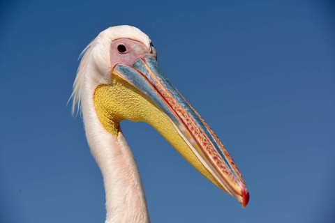 Great white pelican (Pelecanus onocrotalus), animal portrait, near Pelican Point, Walfish Bay,