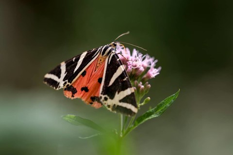 Russian bear (Euplagia quadripunctaria), Ettenberg, Almbachklamm, Berchtesgaden, Bavaria, Germany,