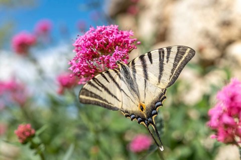 Scarce Swallowtail (Iphiclides podalirius) foraging for nectar on a flower in a garden. Cevennes,