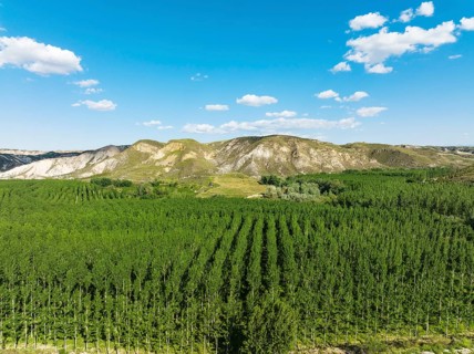 Yellow Aspen (Populus tremula), cultivated for timber, aerial view, drone shot, Near Guadix.