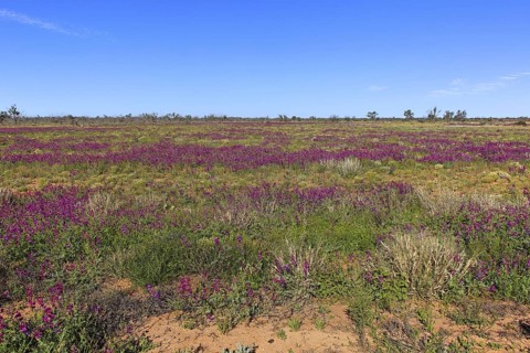 Desert Landscape, Sturt National Park, Tibooburra, New South Wales, Australia, Oceania