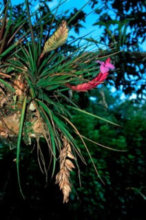 Bromeliad, blue tillandsia (Tillandsia cyanea)