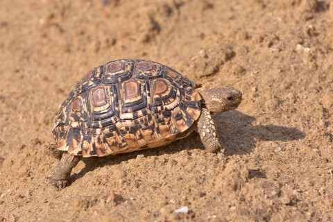 Leopard Tortoise (Stigmochelys pardalis), South Luangwa National Park, Zambia, Africa