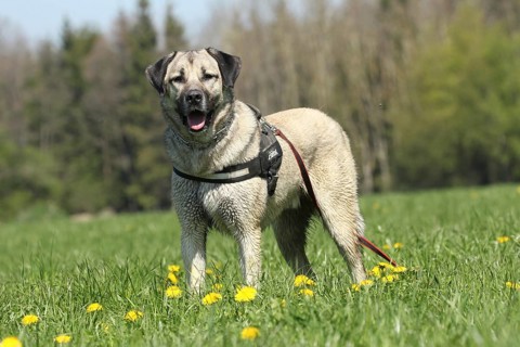 Kangal, Anatolian guard dog in dandelion (Taraxacum) Allgäu, Bavaria, Germany, Europe