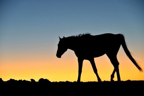 Namib desert horse (Equus ferus) at sunset, backlight, near watering hole at Garub, Aus, Karas