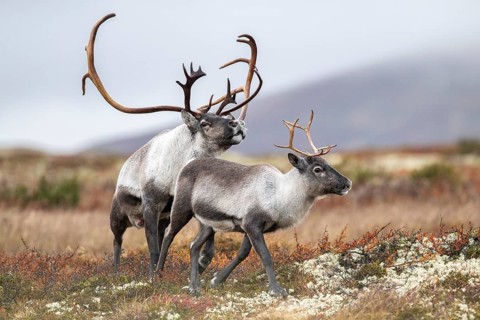 Wild mountain reindeer (Rangifer tarandus tarandus), reindeer, bull courting female, rutting, in