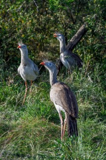 Red-legged seriemas (Cariama cristata) in the breeding station of the Conservation Land Trust at