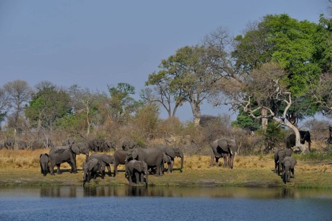 Elephant (Loxodonta africana) herd on the Cuando River, Bwabwata National Park, Zambezi Region,