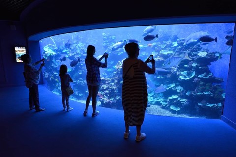 Visitors taking pictures in front of the Big Blu Basin, Palma Aquarium, Palma de Mallorca, Majorca,