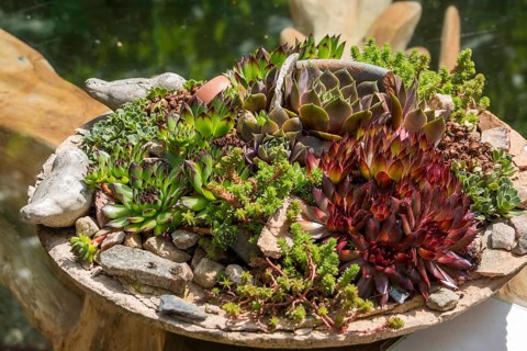 Different types of sdeum in a planter, Germany, Europe