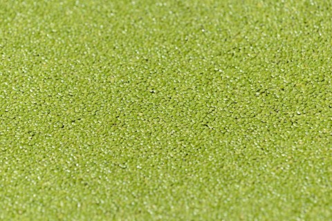 Duckweeds (Lemna) cover the water surface, North Rhine-Westphalia, Germany, Europe