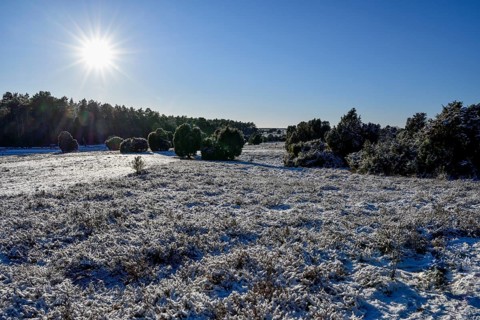 Snow-covered landscape in the Lüneburg Heath nature Park, near Haverbeck, Heidekreis district,