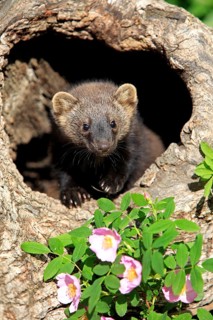 Pacific Fisher (Martes pennanti), young, 14 weeks, at den