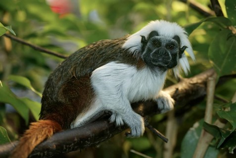 Cotton-topped Tamarin (Saguinus oedipus), side