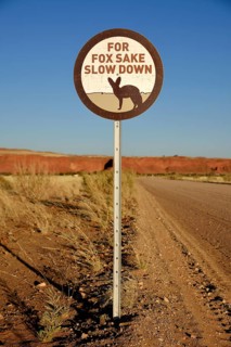 Sign Caution Bat-eared foxes (Otocyon megalotis), Gondwana Namib Park, near Sesriem, Hardap Region,