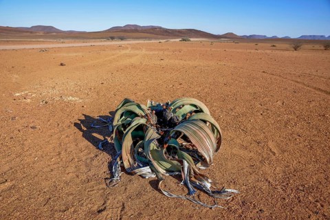 Welwitschia (Welwitschia mirabilis) in desert landscape, Brandberg, Erongo region, Namibia, Africa