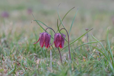 Snake's head fritillaries (Fritillaria meleagris), Styria, Austria, Europe