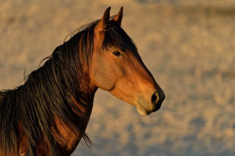 Desert Horse (Equus ferus), portrait, near waterhole Garub, near Aus, Karas Region, Namibia, Africa