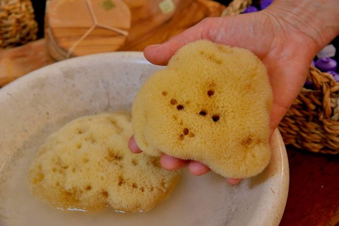 Sponge of the genus Dalmata fina, Krapanj island, Adriatic, Šibenik-Knin, Croatia, Europe
