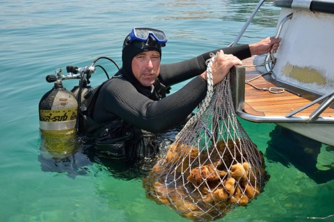 Sponge diver Kristijan Jaram with a net full of sponges of the genus Dalmata fina, Krapanj,