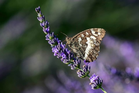 Great banded grayling (Brintesia circe), sitting on lavender flower, Provence, France, Europe