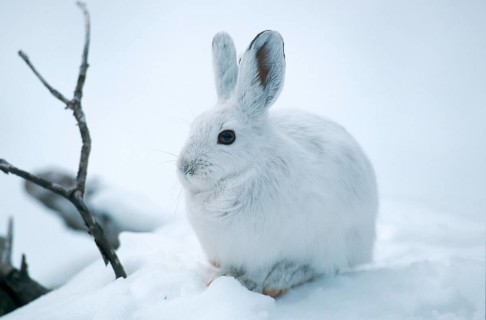 Snowshoe hare (Lepus americanus), Montana, USA, North America