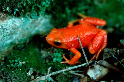 Golden golden mantella (Mantella aurantiaca), frogs, Madagascar, Africa