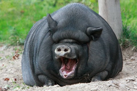 Vietnamese pot-bellied pig