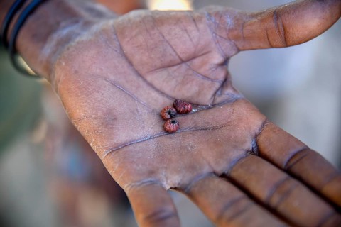 Larvae, Bushman arrow-poison beetle (Diamphidia nigroornata) in the hands of a Bushman, for the